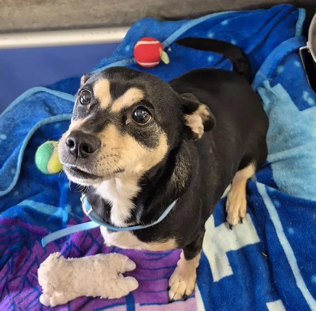An adult medium-sized female Chihuahua dog named Annie for adoption in Lodi, CA