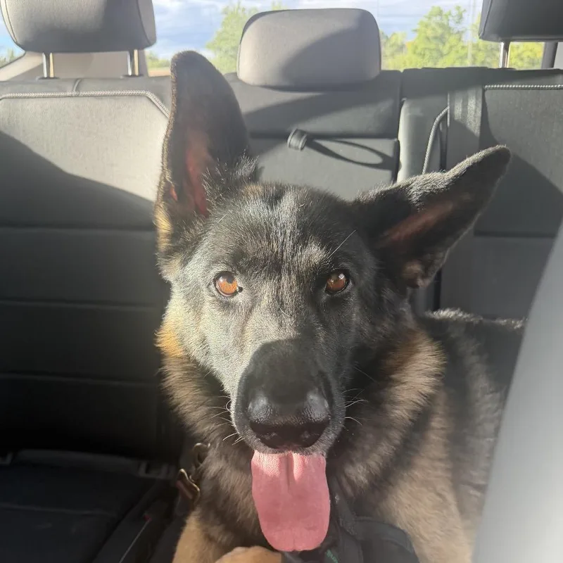 An adult large-sized male Black German Shepherd Dog named Florin for adoption in Castle Pines, CO