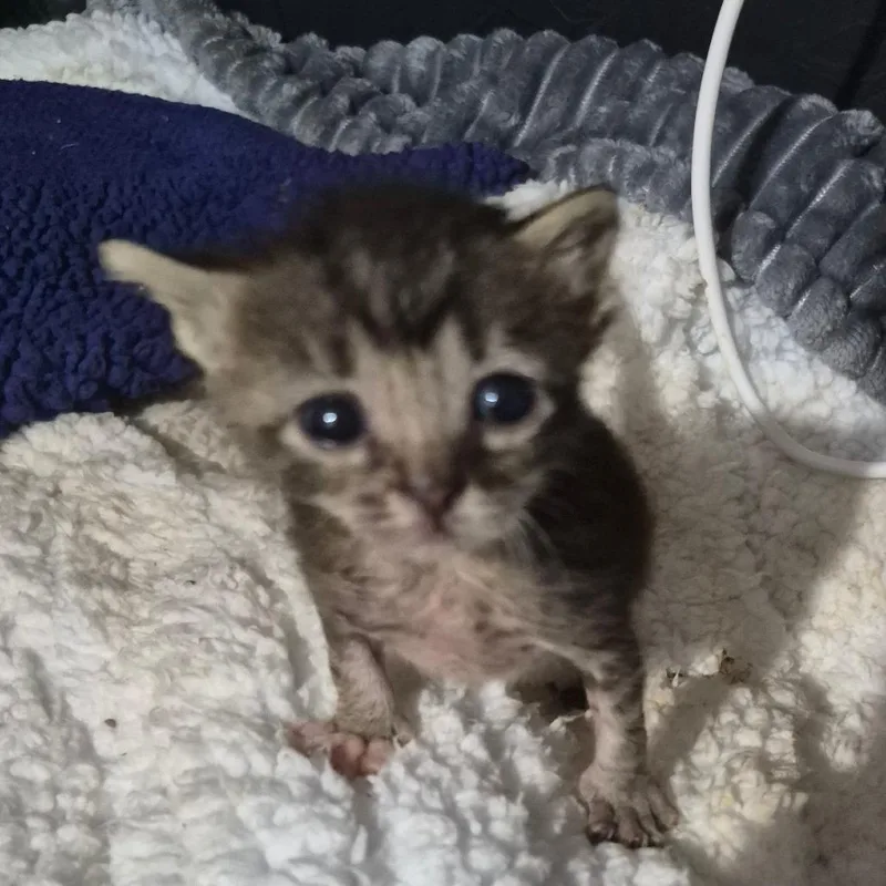 A baby small-sized female Black Domestic Short Hair cat named Munchkin for adoption in Grantsville, UT