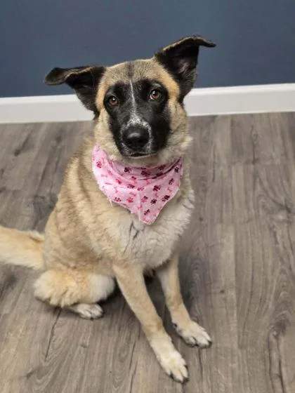 A young medium-sized female Yellow / Tan / Blond / Fawn German Shepherd Dog dog named Sasha for adoption in Steamboat Springs, CO