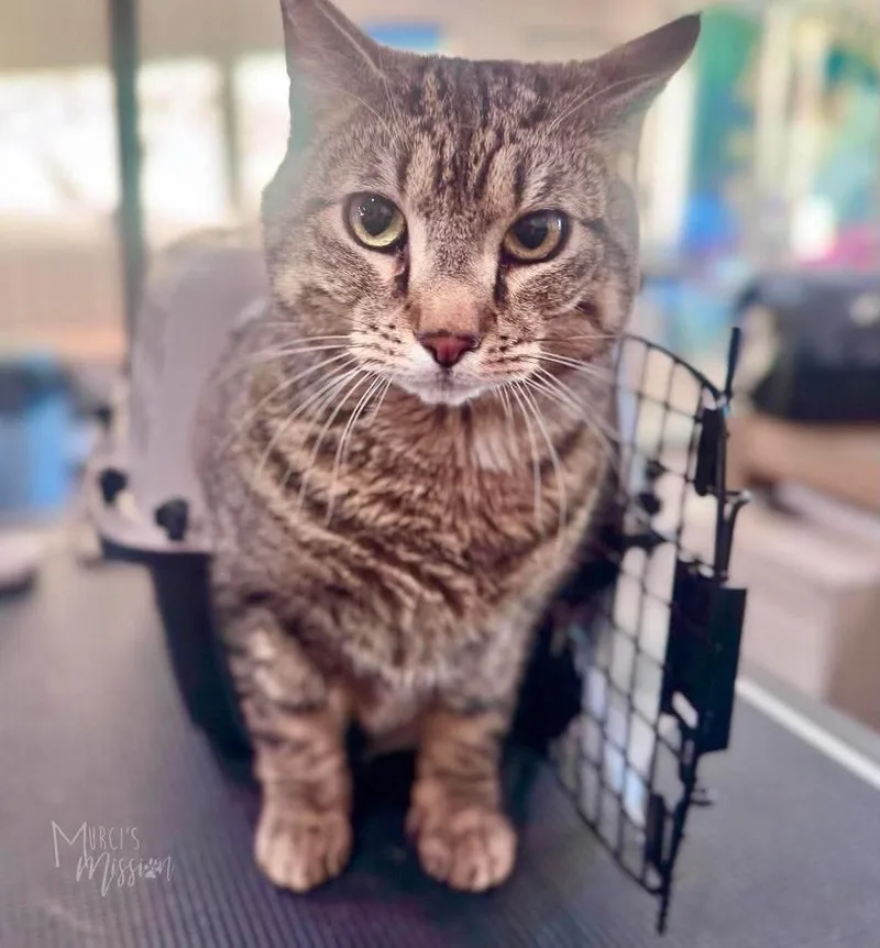 An adult medium-sized male Tabby (Brown / Chocolate) Domestic Short Hair cat named Lenny for adoption in Spokane , WA
