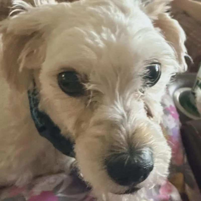 An adult small-sized male White / Cream Miniature Poodle dog named Ottis for adoption in Marana, AZ