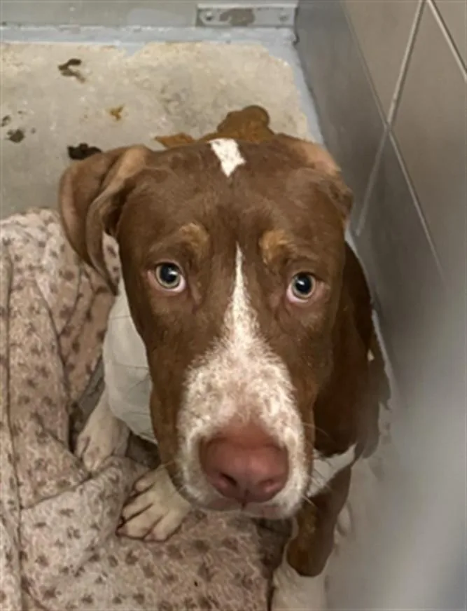A young medium-sized male Staffordshire Bull Terrier dog named Jacob for adoption in Houston, TX