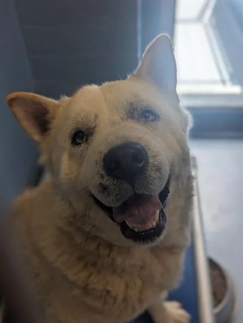 A young large-sized male Chow Chow dog named Falafel for adoption in Downey, CA