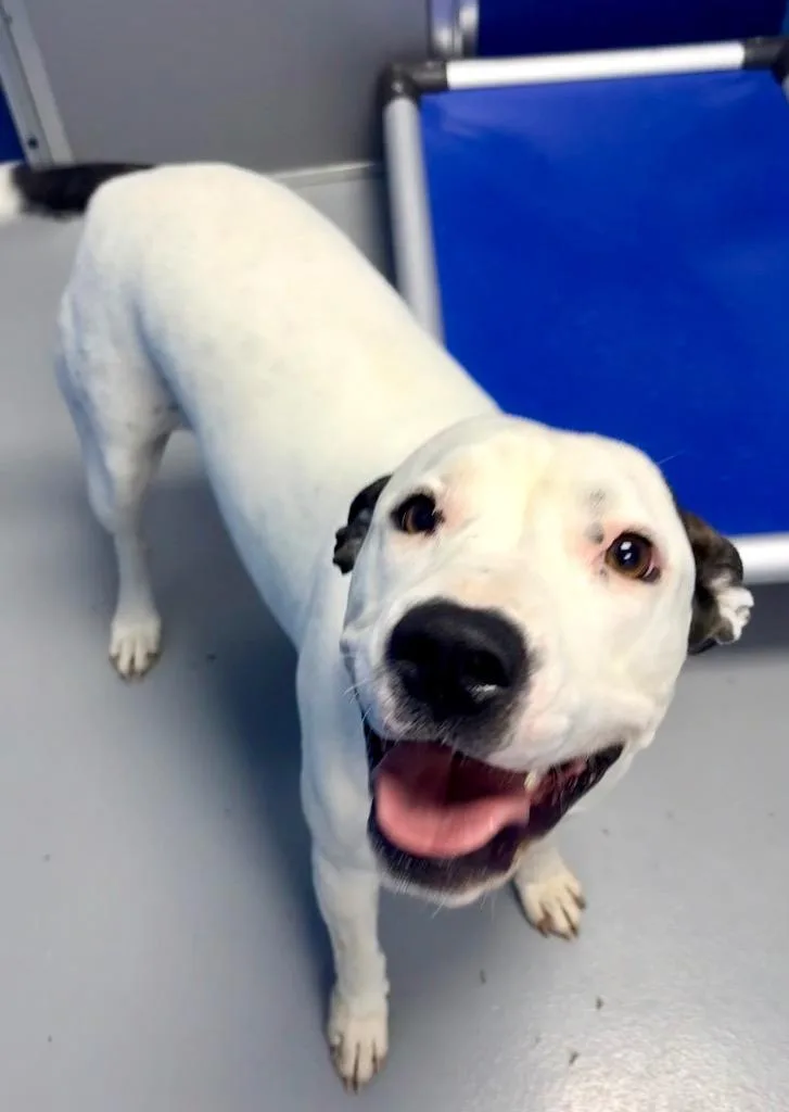 A young medium-sized female Pit Bull Terrier dog named Polka Dot for adoption in Hartsville, SC