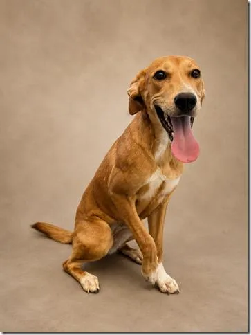 A young medium-sized female American Foxhound dog named Sandra Little girl at for adoption in Charlottesville, VA