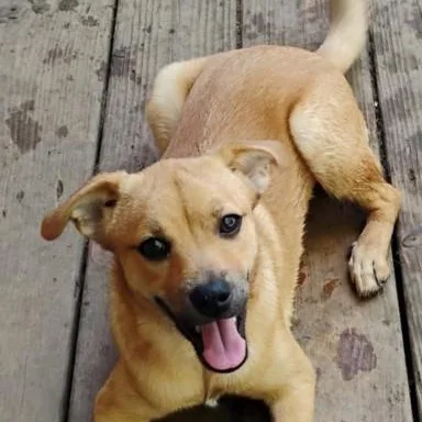 Cinnamon thumbnail 2