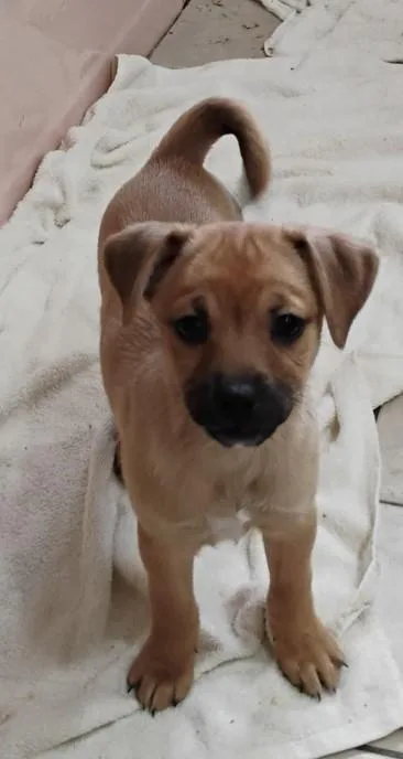 Cinnamon thumbnail 3