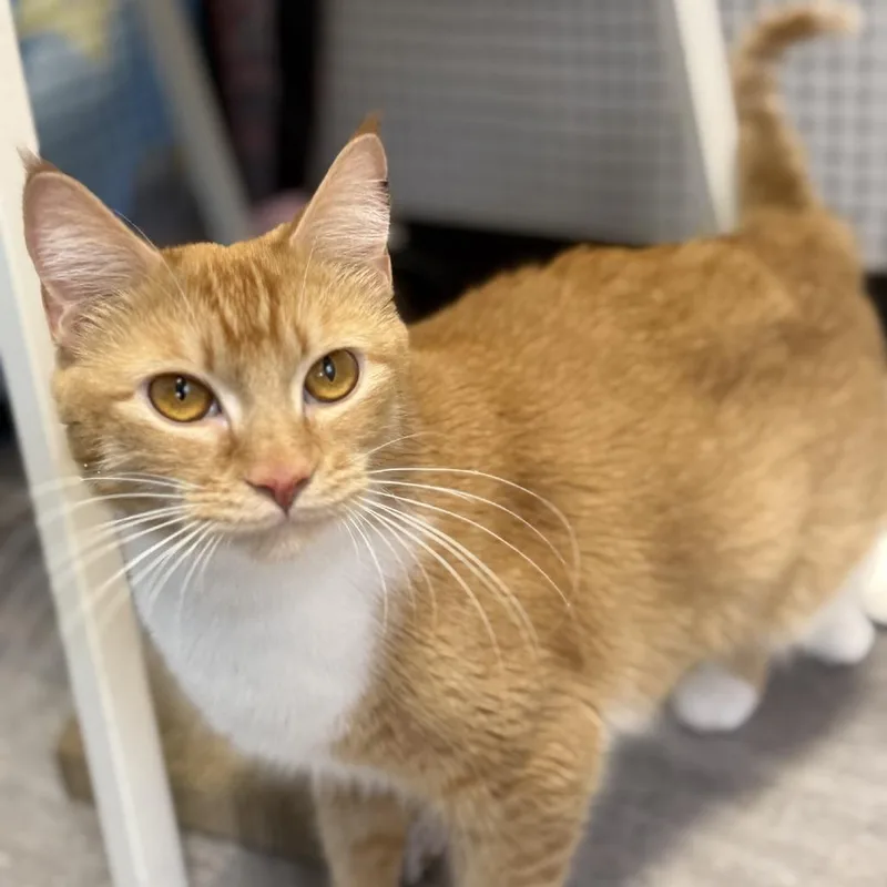 A young large-sized female Orange / Red Domestic Short Hair cat named Twinkie for adoption in Ridgely, MD