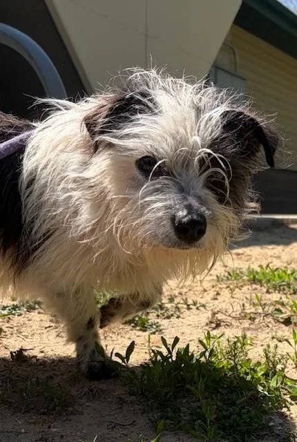 An adult small-sized male Black Shih Tzu dog named Bow for adoption in Prudenville, MI