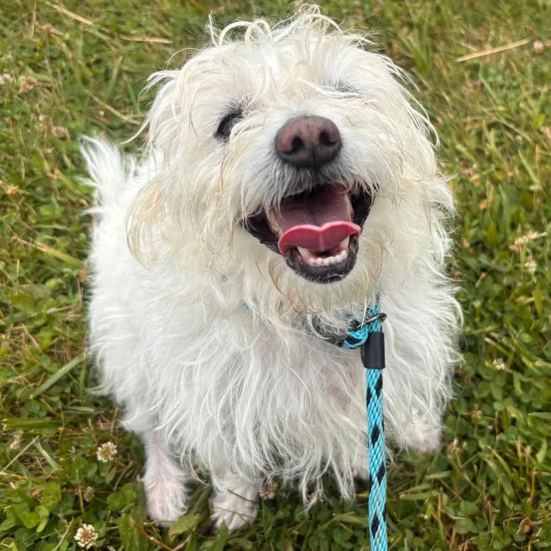 An adult small-sized male White / Cream Mixed Breed dog named Ranch for adoption in York, PA
