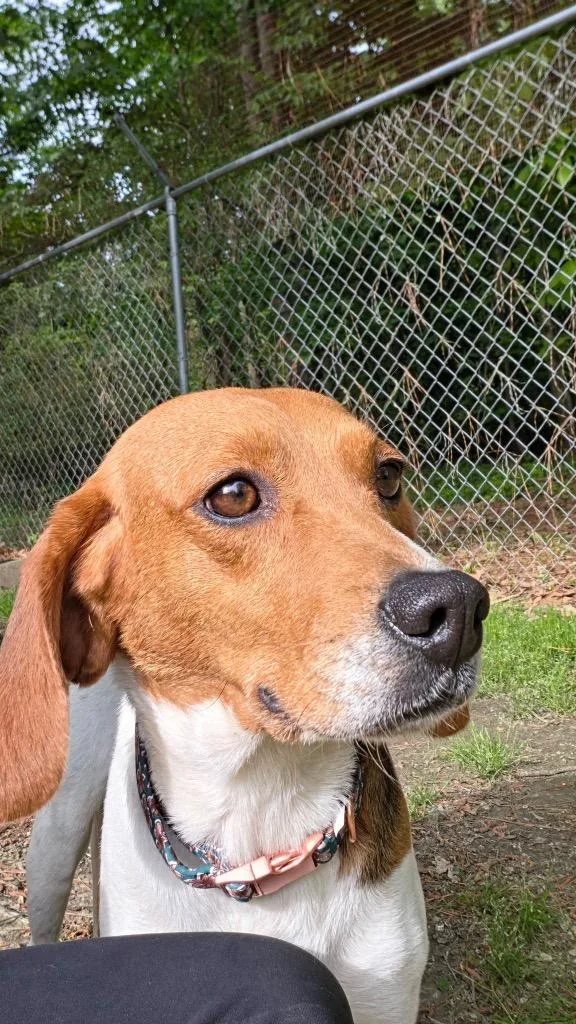 An adult medium-sized female Hound dog named Ophelia for adoption in Hampton, VA