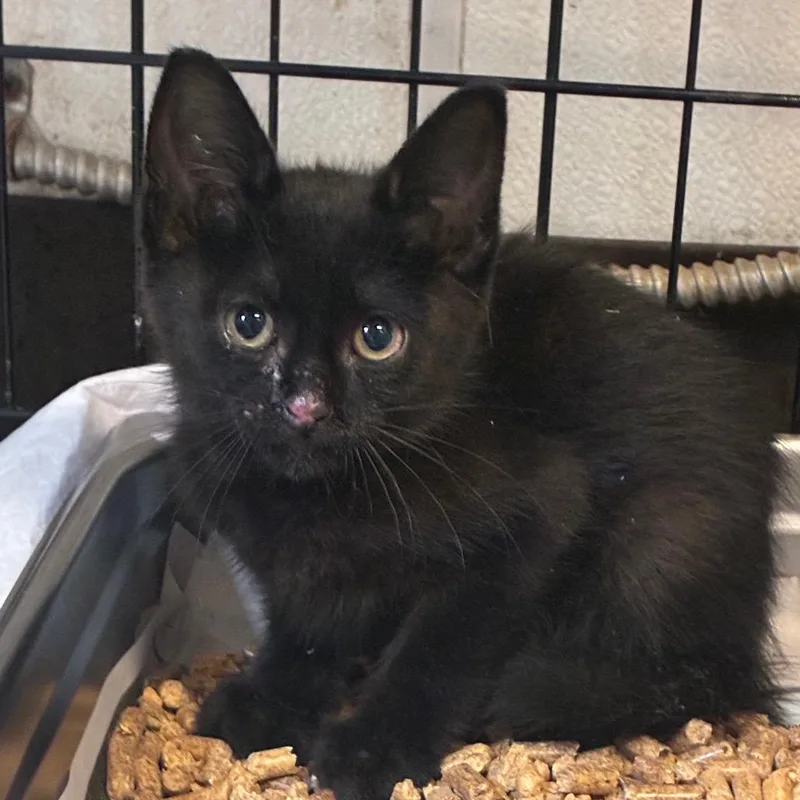 A baby small-sized male Black Domestic Short Hair cat named Peevey for adoption in Hattiesburg, MS