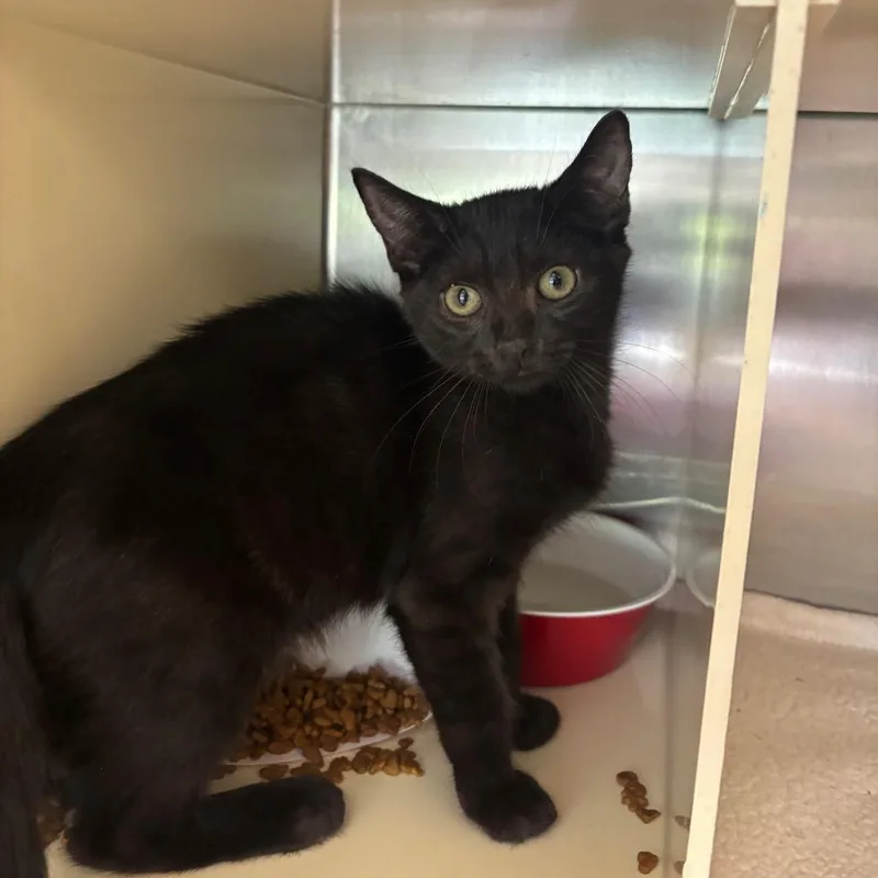 A baby small-sized female Black Domestic Short Hair cat named Murry for adoption in Newark, NJ