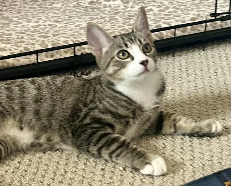 A young medium-sized male Domestic Short Hair cat named Nova Star for adoption in Scottsdale, AZ