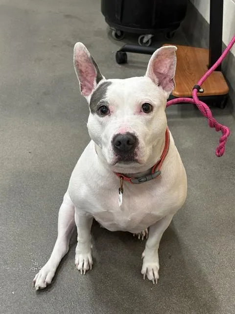 An adult medium-sized female Pit Bull Terrier dog named Riri for adoption in Upper Marlboro, MD