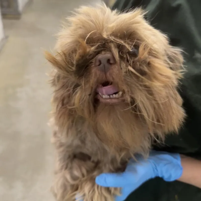 Oscar the Grouch thumbnail 2