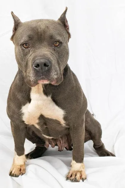 An adult large-sized female Gray / Blue / Silver Mixed Breed dog named Sequoia for adoption in Georgetown, SC