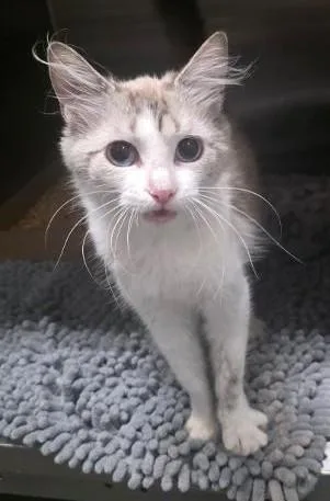 A baby medium-sized female Siamese cat named Flower for adoption in Clinton, MO