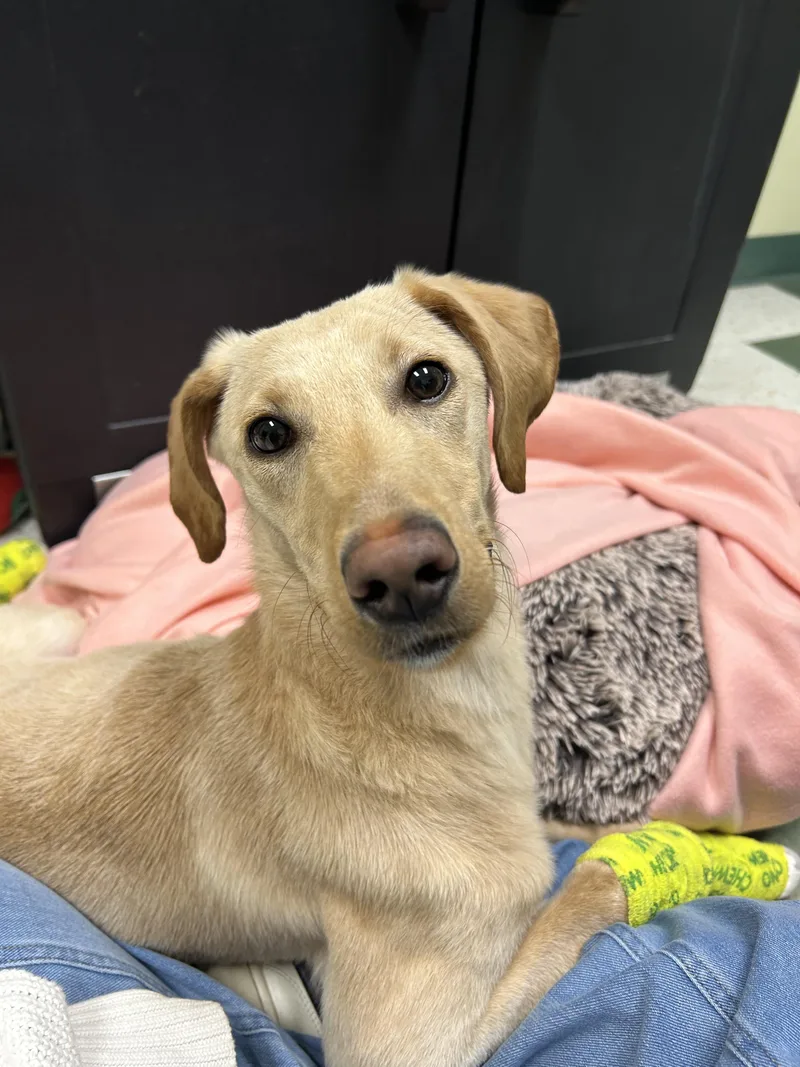 A young medium-sized female Labrador Retriever dog named Duckie for adoption in St. Joseph, MI