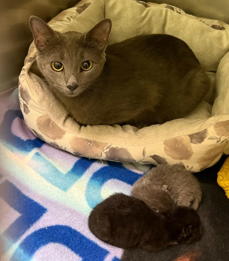 A young medium-sized female Domestic Short Hair cat named Eva for adoption in La Porte, IN