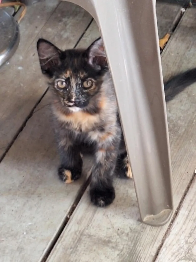 A baby small-sized female Tortoiseshell cat named Callie C Reams for adoption in Saunderstown, RI