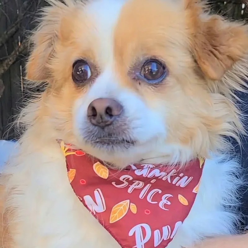 An adult small-sized male Mixed Breed dog named Amico for adoption in Woolwich, ME