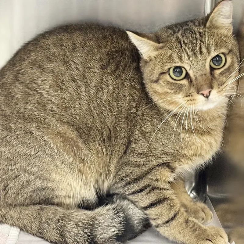 A young medium-sized male Brown / Chocolate Domestic Short Hair cat named Toblerone for adoption in Saint Louis, MO