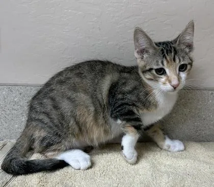 A young small-sized female Domestic Short Hair cat named Isla for adoption in Phoenix, AZ