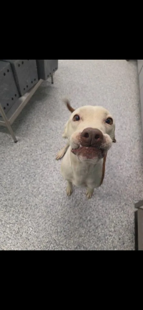 An adult medium-sized male Staffordshire Bull Terrier dog named Percy for adoption in Athens, TN