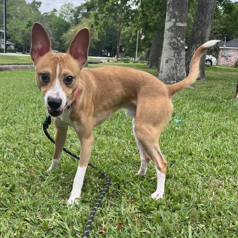 An adult medium-sized male Yellow / Tan / Blond / Fawn Basenji dog named Canelo for adoption in Green Bay, WI