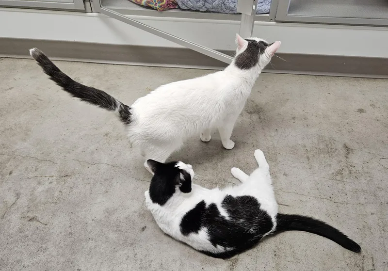 An adult medium-sized male Domestic Short Hair cat named Kimchi And Nun Nun for adoption in Iowa City, IA