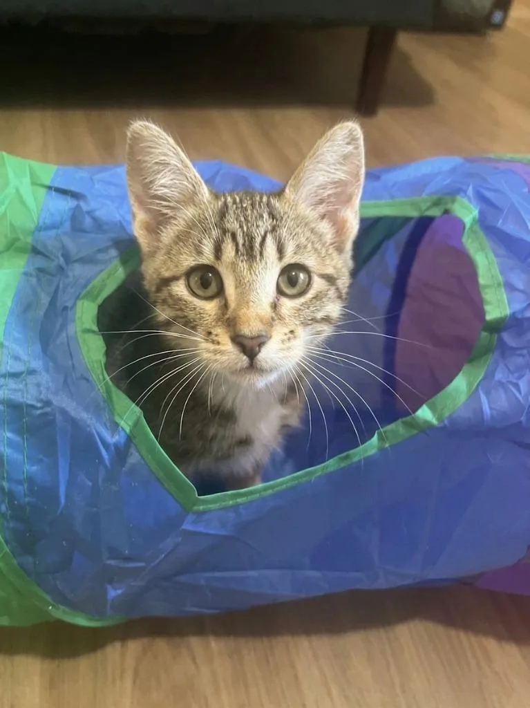 A baby small-sized male Domestic Short Hair cat named Butternut for adoption in Vashon, WA