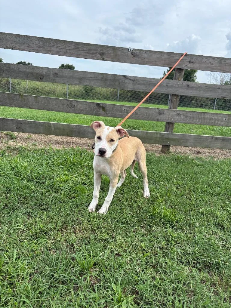 A baby medium-sized male Terrier dog named Pettie for adoption in Wauchula, FL