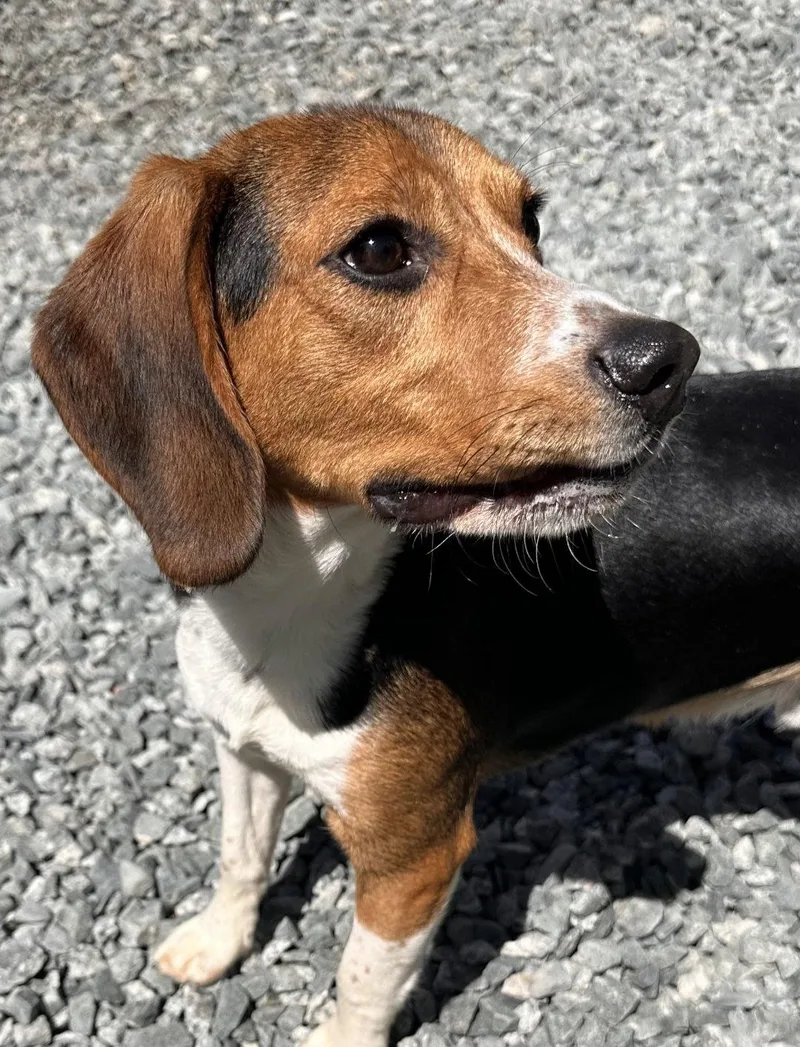 A young medium-sized male Beagle dog named Ranger Beagle for adoption in Thomasville, NC