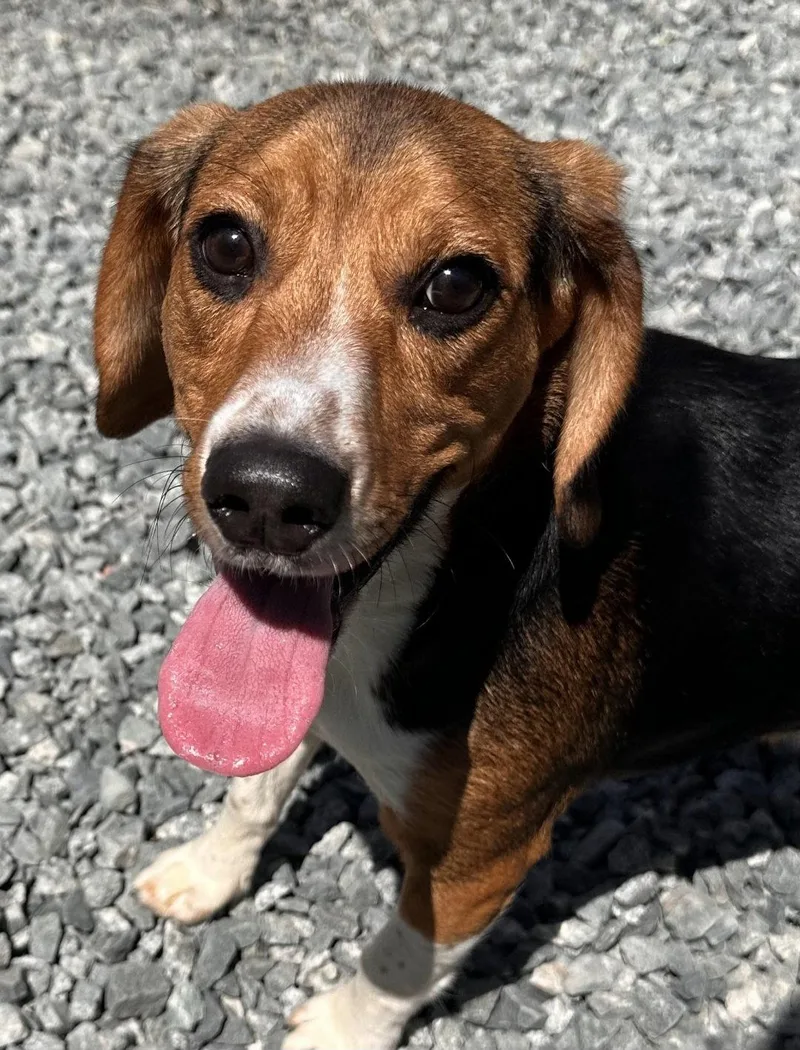 Ranger Beagle thumbnail 2