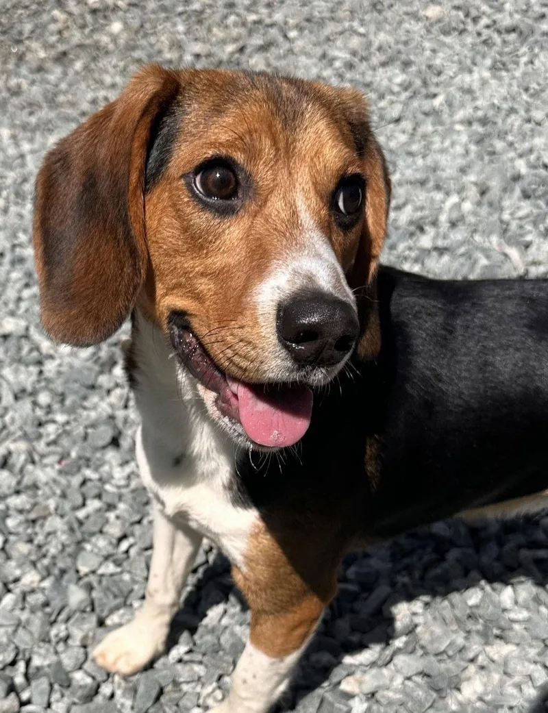 Ranger Beagle thumbnail 3