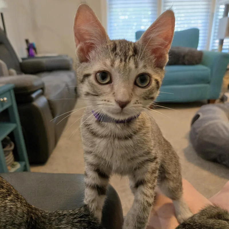 A baby small-sized female Tabby (Buff / Tan / Fawn) Domestic Short Hair cat named Maquette for adoption in Richmond, VA