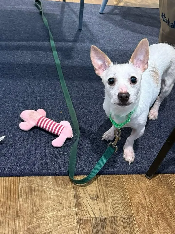 An adult small-sized female Chihuahua dog named Flo Brady Bunch for adoption in Terryville, CT