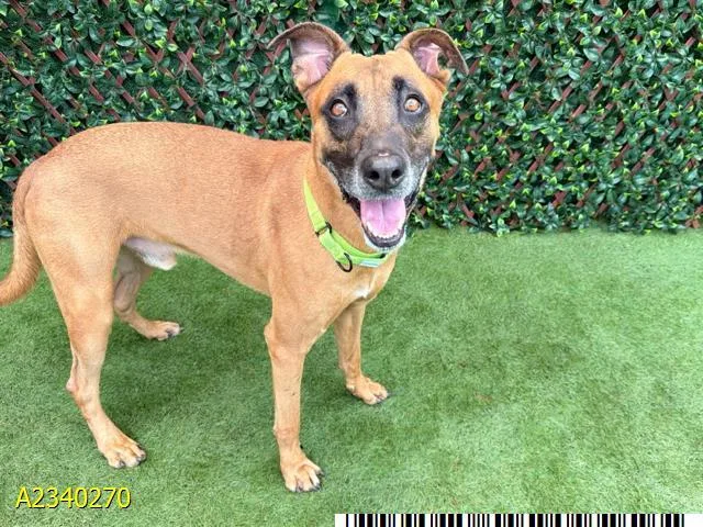 An adult large-sized male Mixed Breed dog named Loki for adoption in West Palm Beach, FL