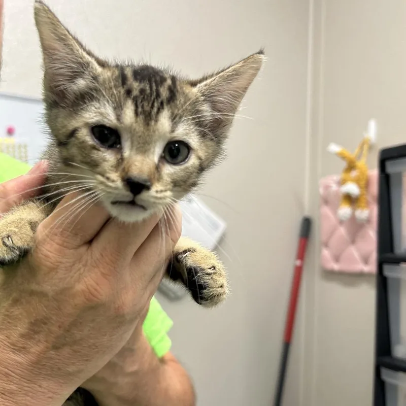 A baby small-sized male Brown / Chocolate Domestic Short Hair cat named Unpermitted Deck for adoption in Morganton, NC