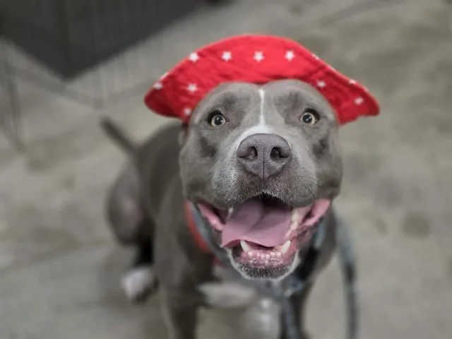 An adult large-sized male Pit Bull Terrier dog named Jj for adoption in Tucson, AZ
