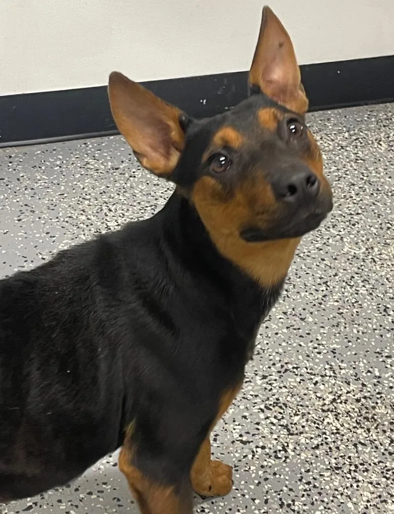 A young medium-sized female Terrier dog named Becca for adoption in Seven Points, TX