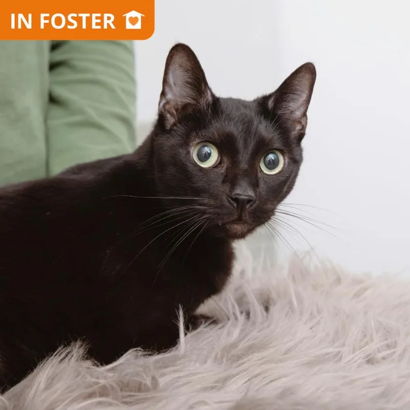 An adult medium-sized female Domestic Short Hair cat named Clavicle for adoption in Los Angeles, CA