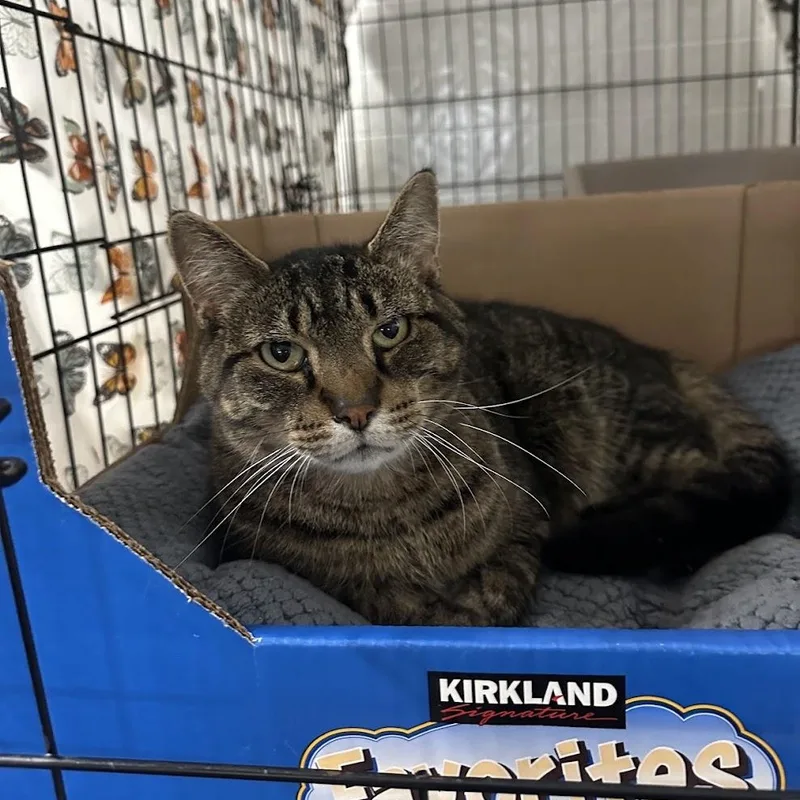 An adult medium-sized male Domestic Short Hair cat named Morton for adoption in Grand Rapids, MI