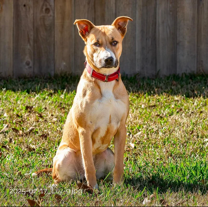 A young medium-sized female Brown / Chocolate American Staffordshire Terrier dog named Lilly Laura for adoption in Tomball, TX
