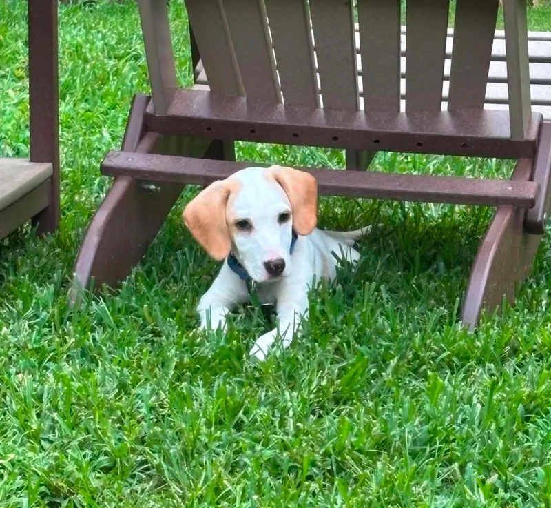 A baby medium-sized male Foxhound dog named Bass for adoption in Gorham, ME