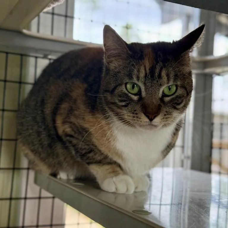 An adult medium-sized female Torbie Domestic Short Hair cat named Pudding for adoption in Freeport, FL