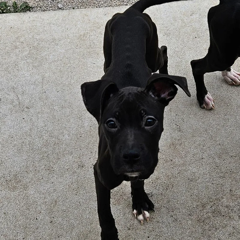 A young small-sized female Black Boxer dog named Daphne for adoption in Independence, KS