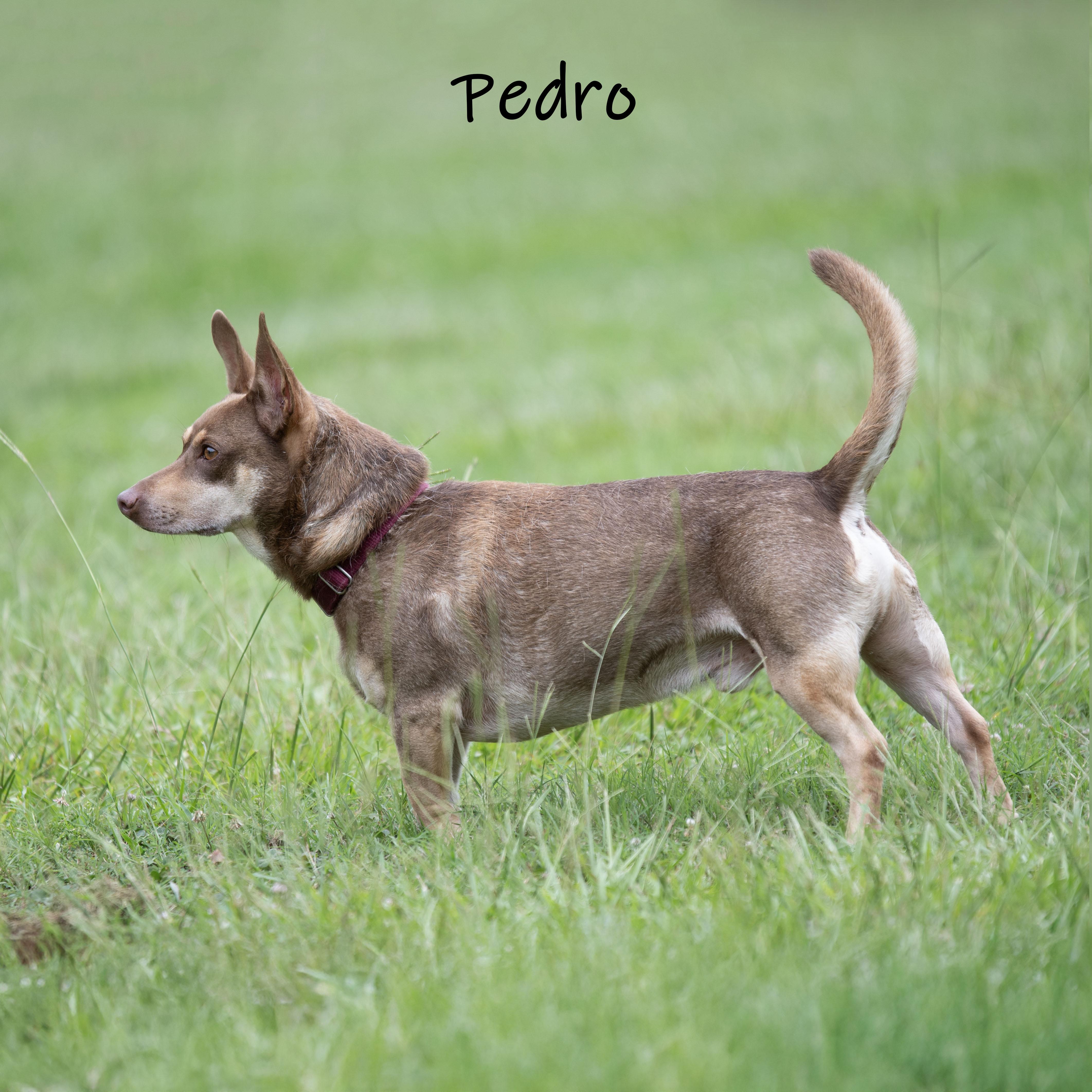 Pedro